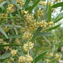 Phillyrea angustifolia fleur P2B P16
